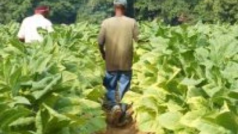 Изкупната цена на тютюна ще скочи с 10- 15%
