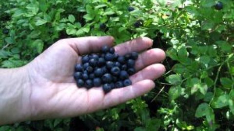Искате зъби без кариеси? Яжте червени боровинки