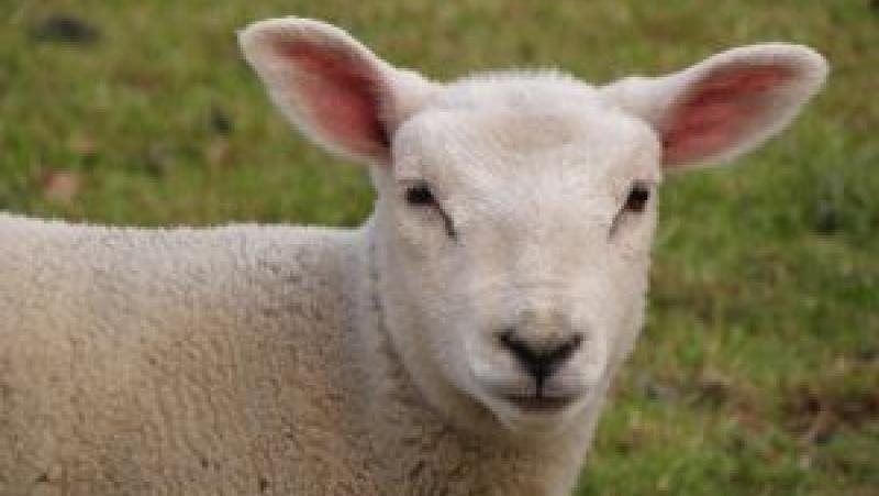 They export Romanian lambs as Bulgarian
 –