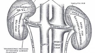 бъбреци, медицина