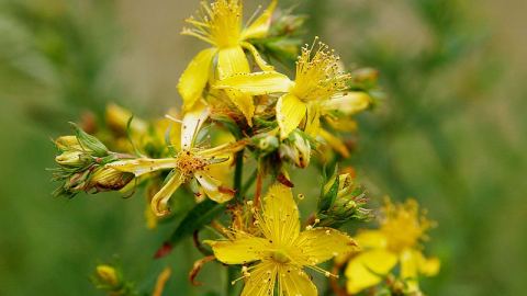 Отслабвайте с ароматерапия