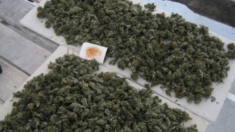 Над килограм марихуана иззеха полицаи от Крумовград
