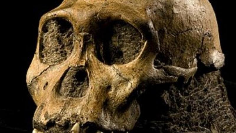 In Laos, scientists unearthed a 46,000-year-old skull
 – 2024-03-12 23:45:48