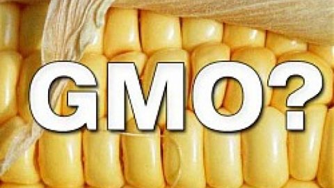 Русия се отказва от ГМО продукти