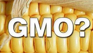 ГМО, царевица, рак, здраве