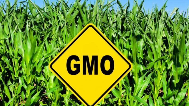 Draft all-new food law reduces sanctions on GMOs
 – 2024-08-21 04:56:39