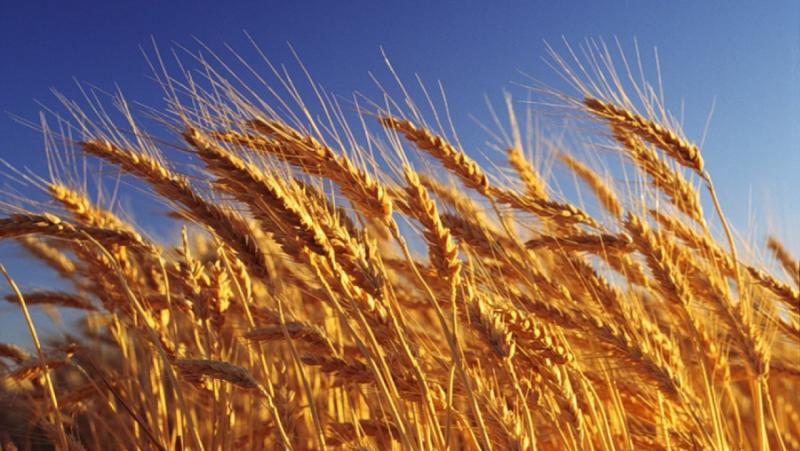 Bloomberg: Russian wheat conquers the world
 – 2024-07-10 12:16:51