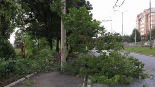БСП – София, опасни дървета, столицата
