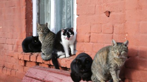 Откриха коронавирус у котките в Ухан