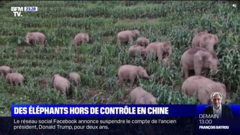 BFM TV: Внезапна експедиция на стадо слонове в северна посока развълнува цял Китай