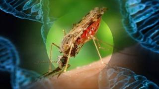 САЩ, генетично модифицирани комари, Бил Гейтс