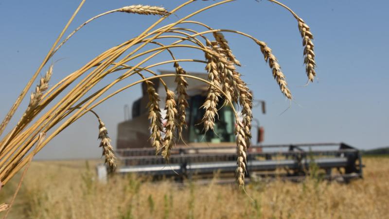 Decrease in Ukrainian Farmers’ Cultivated Areas and the Impact on Wheat Harvest and Export Opportunities