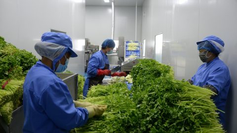 Пробиотик от традиционно китайско ястие може да помогне в лечението на хиперурикемия