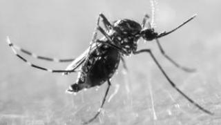 САЩ, военна употреба, комари-мутанти
