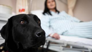 Кучета-терапевти, пациенти, шанхайска болница