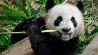 Първа панда, родена, Сингапур, две години