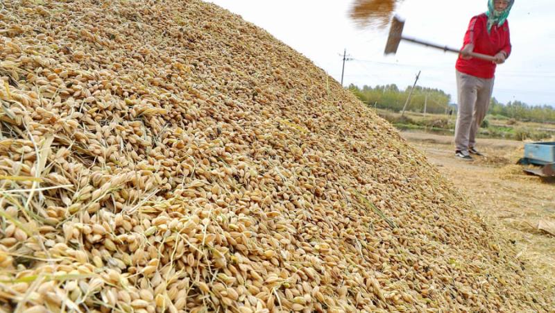 Ministry of Agriculture of the Folks’s Republic of China: The nation’s grain shares keep a excessive stage
 – 2024-05-20 14:22:03