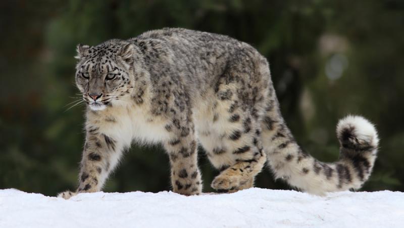 A Snow Leopard Conservation Affiliation was based in Qinghai
 – 2024-05-17 04:33:44