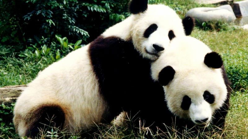 Panda diplomacy is a big success for today’s Beijing.  China has subjected the West to sanctions
 – 2024-04-13 20:29:17