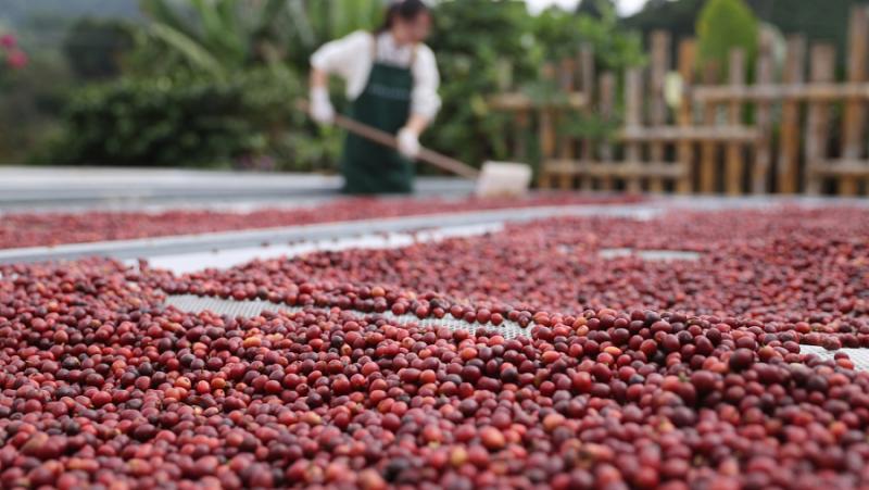 The coffee growing and production industry is revitalizing rural areas in Southwest China
 – 2024-04-06 19:06:15