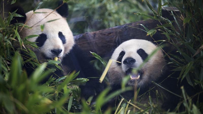 Giant panda twins Meng Xiang and Meng Yuen are returning to China
 – 2024-03-14 13:37:57