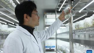 Китайски учени, пробив, биосинтеза, противораково лекарство, паклитаксел