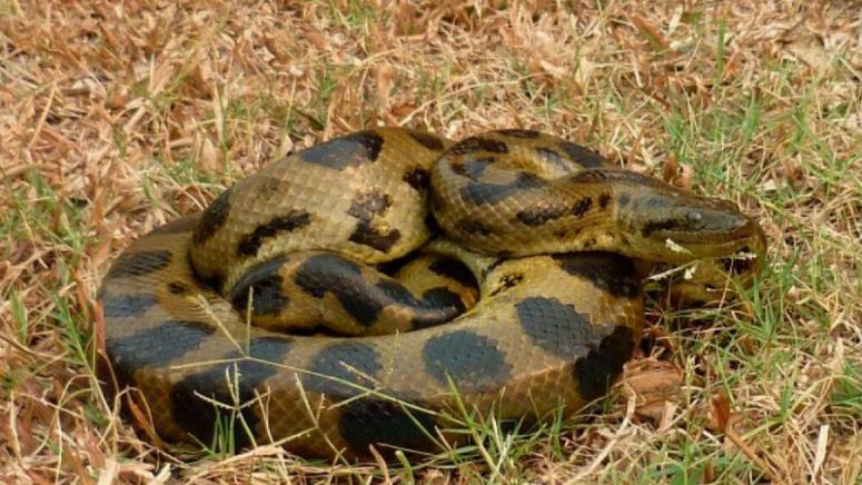 Международен екип от биолози идентифицира нов вид от най големите змии