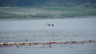 Възстановяване, водните биологични ресурси, Яндзъ