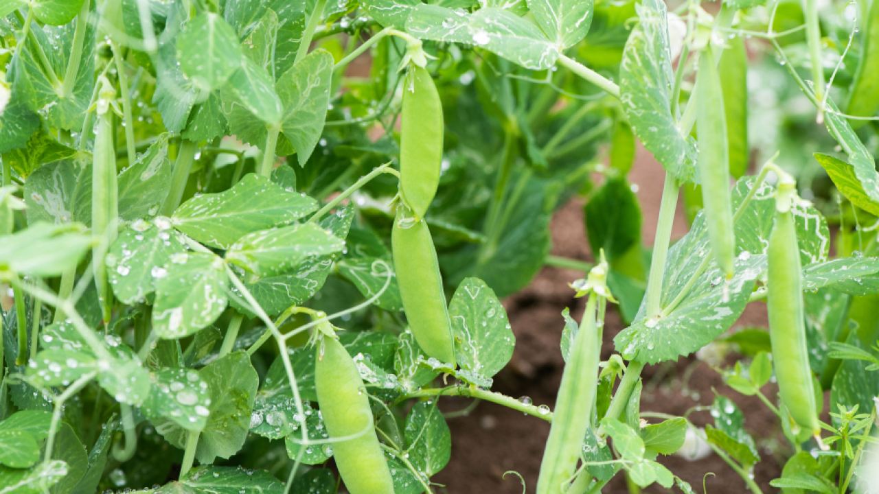 Китай ще въведе 100% мито върху рапично олио, грах и други продукти от Канада