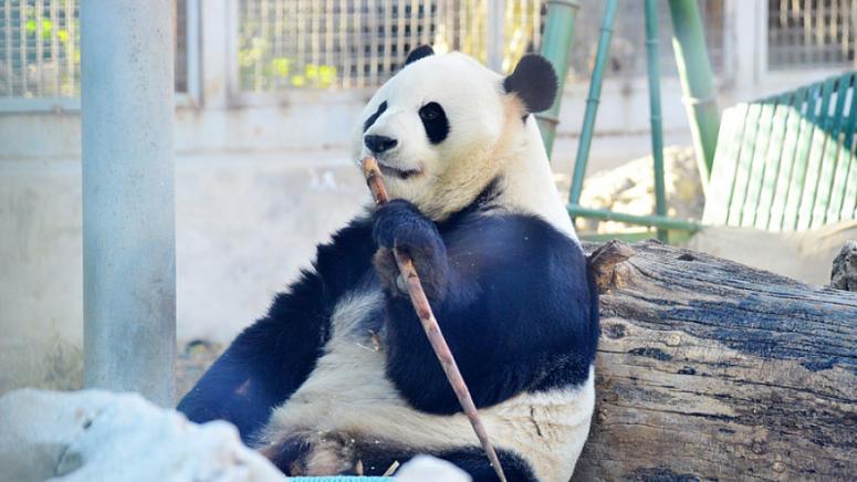 Популация, гигантски панди, Китай, удвоява, 2015 г.