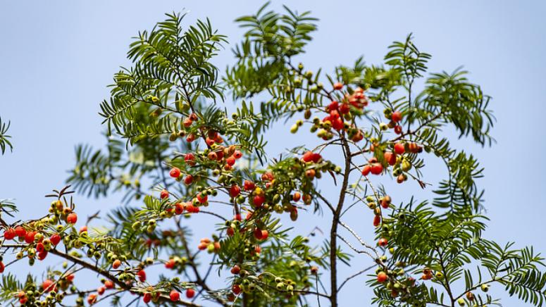 Застрашени растения, върнати, природата