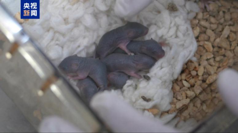 Мишка, Космос, роди, здраво потомство