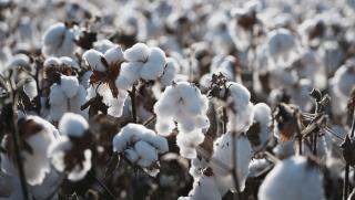 Синдзян, първия влак, превоз, памук, Китай