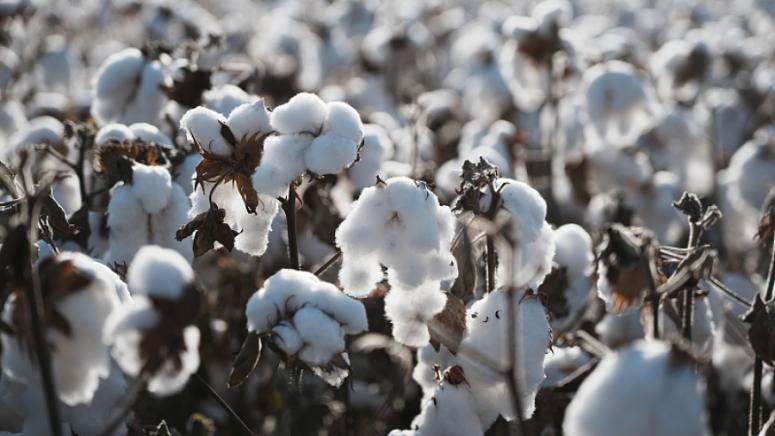 Синдзян, първия влак, превоз, памук, Китай