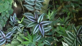 Китай, декодиране, генетичния код, сухоземни растения