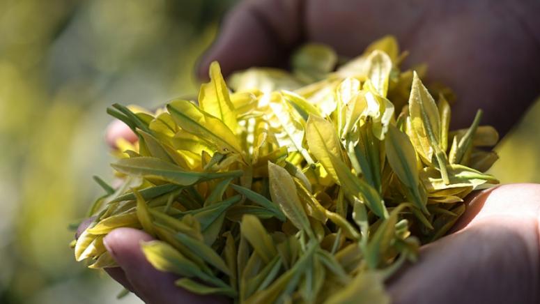 Пекин, модернизация, чаената индустрия