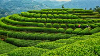 Китайската индустрия за чай
