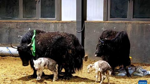 Китай постига мащабно размножаване на клонирани якове