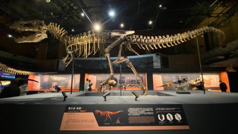„Кралят на динозаврите“ с исторически дебют в континентален Китай