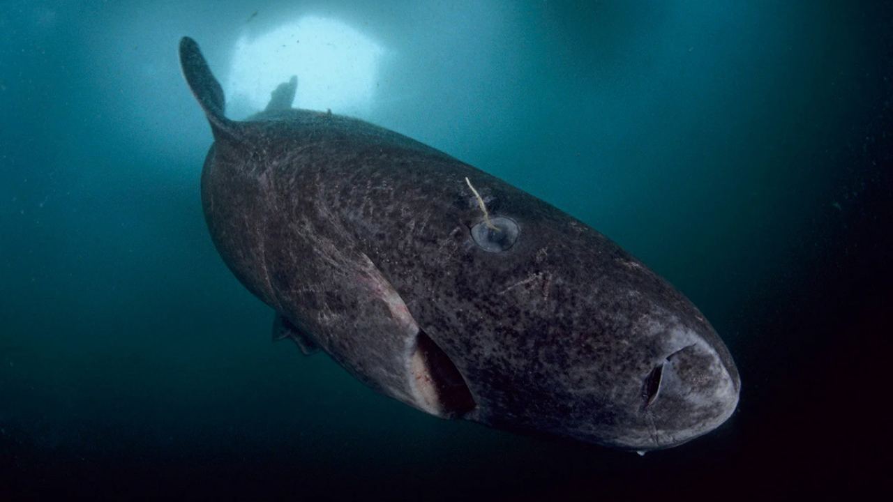 Физиологичният абсурд на Somniosus microcephalus: защо метаболизмът на 400-годишната акула отказва да остарее