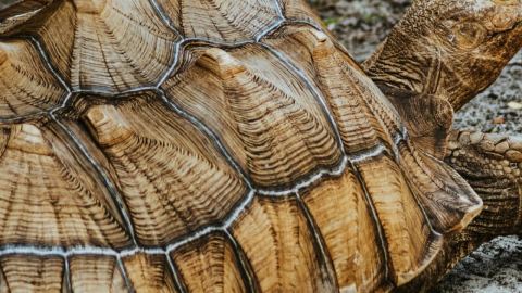 190 години без стрес: Клетъчно стареене и сърдечна честота при гигантските костенурки