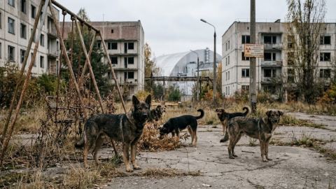 Как популацията от кучета в Чернобил разви собствена генетична изолация