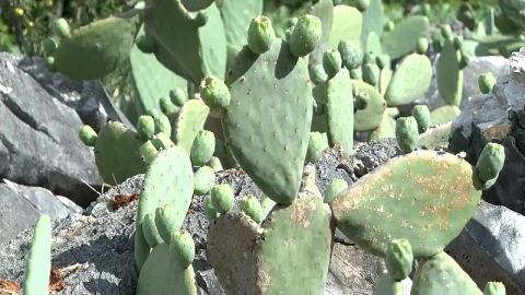 Отглеждането на кактуси съживява икономическия живот на село в Юннан