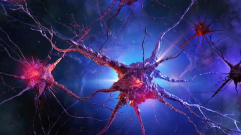 Данни от Science показват, че невронните мрежи съхраняват памет извън отделните синаптични връзки