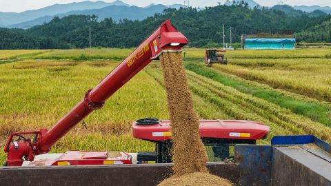 Ранното производство на ориз в Китай остава стабилно през тази година