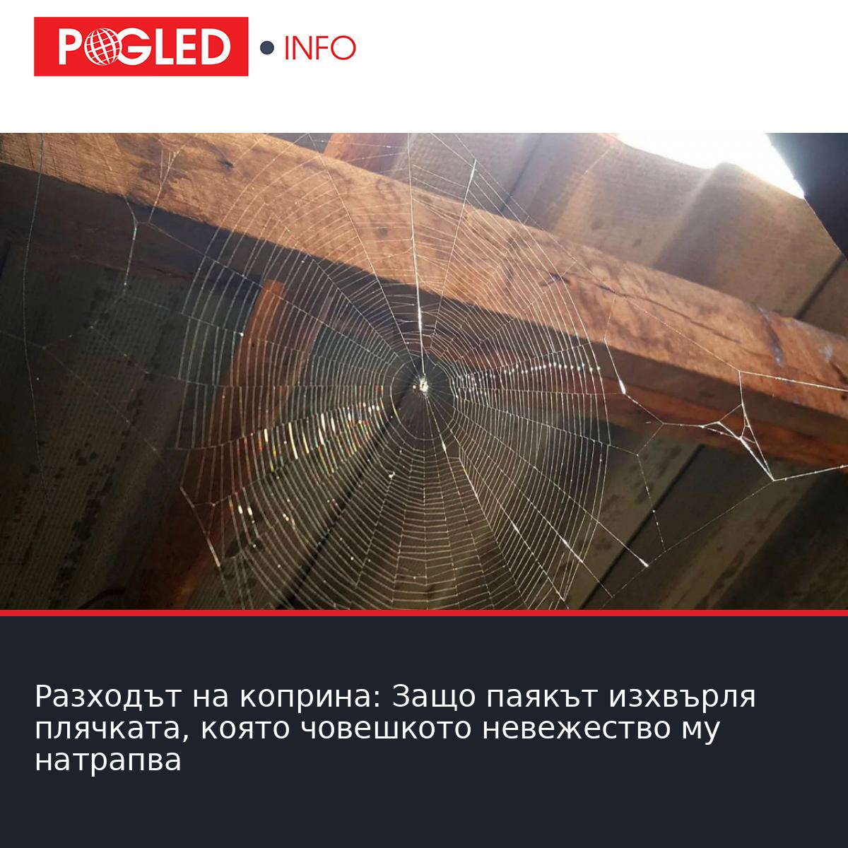 Разходът на коприна: Защо паякът изхвърля плячката, която човешкото невежество му натрапва