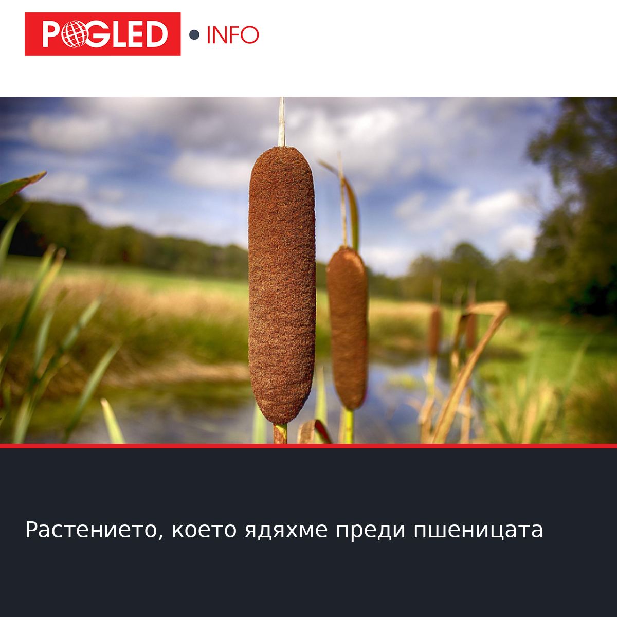 Растението, което ядяхме преди пшеницата