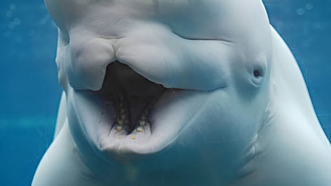 Проектът „Happywhale“: Дигиталният регистър, който замества традиционната зоология