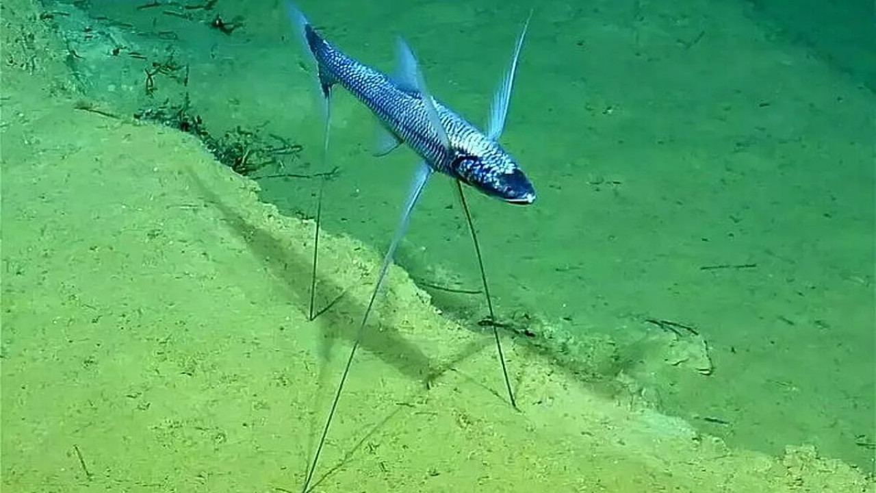 Физика на морския камуфлаж и морфологични анoмалии при специфични риби