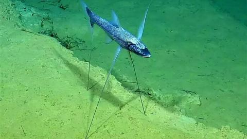 Физика на морския камуфлаж и морфологични анoмалии при специфични риби